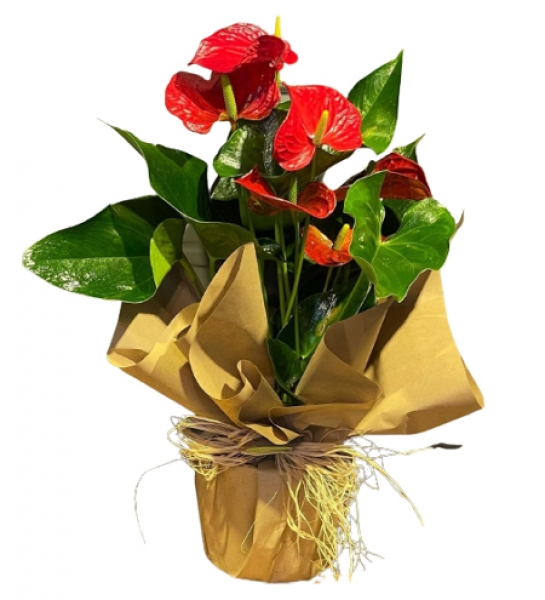 Kırmızı Antoryum (Anthurium )Saksı Çiçeği