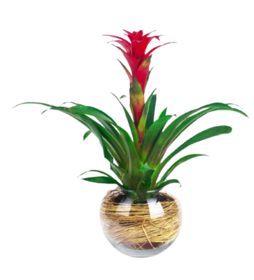 Akvaryum Vazoda Guzmanya