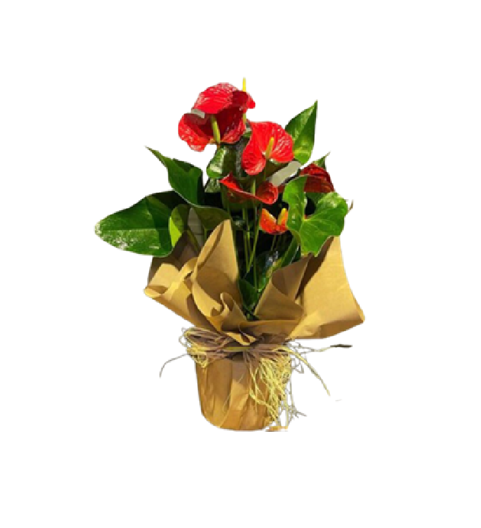 Antoryum Bitkisi Salon Çiçegi