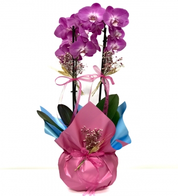 Çift Dallı Mor Orkide Tasarım