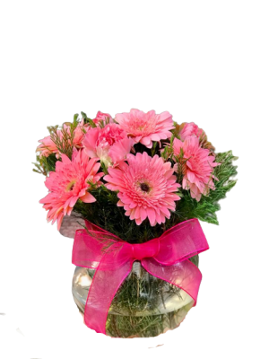 Fanusta Pembe Gerbera