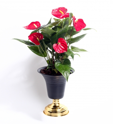 Özel Tasarım Antoryum Bitkisi