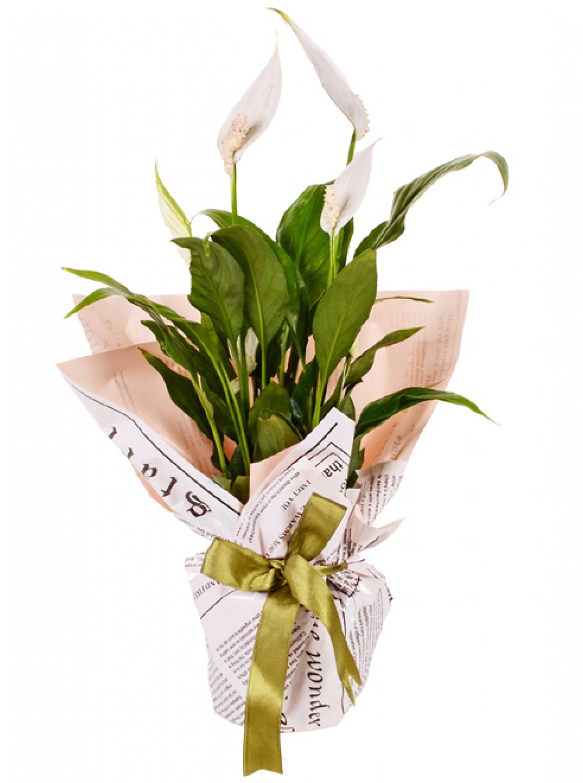 Spathiphylium Barış Çiçeği