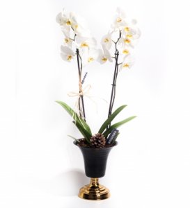 2 Dal Beyaz Orkide Çiçeği
