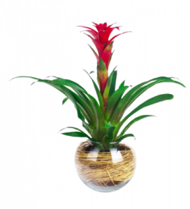 Akvaryum Vazoda Guzmanya