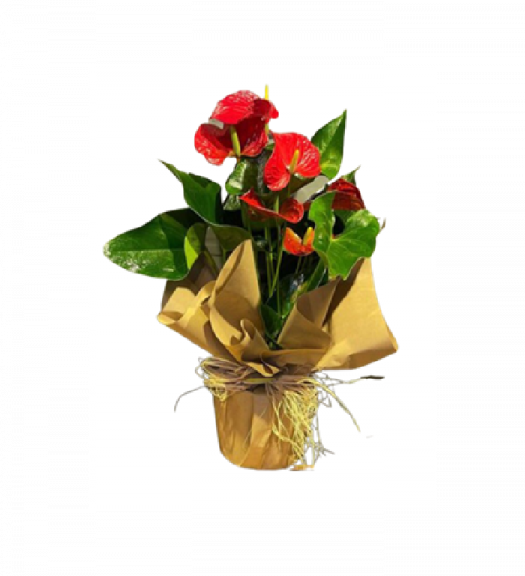 Antoryum Bitkisi Salon Çiçegi