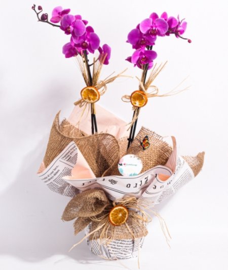 Butik Tasarım Çift Dallı Mor Orkide