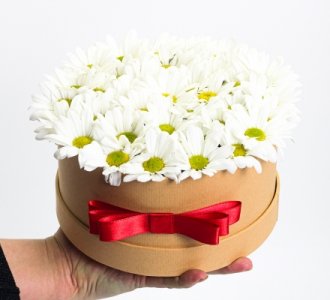 Canlı Papatya Kutusu Karnavalı