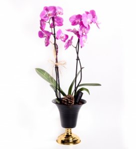 Çift Dallı Mor Orkide