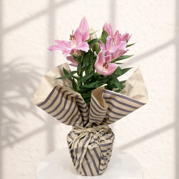 Saksı Lilyum Mis Kokulu